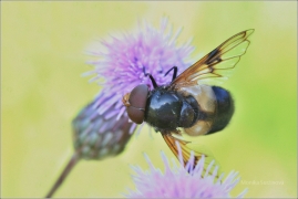 <p>PESTŘENKA PROSVÍTAVÁ (Volucella pellucens)</p>